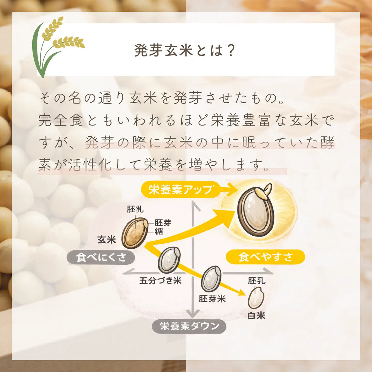 植物性プロテイン「まめとこめ」抹茶味(日々の元気に)